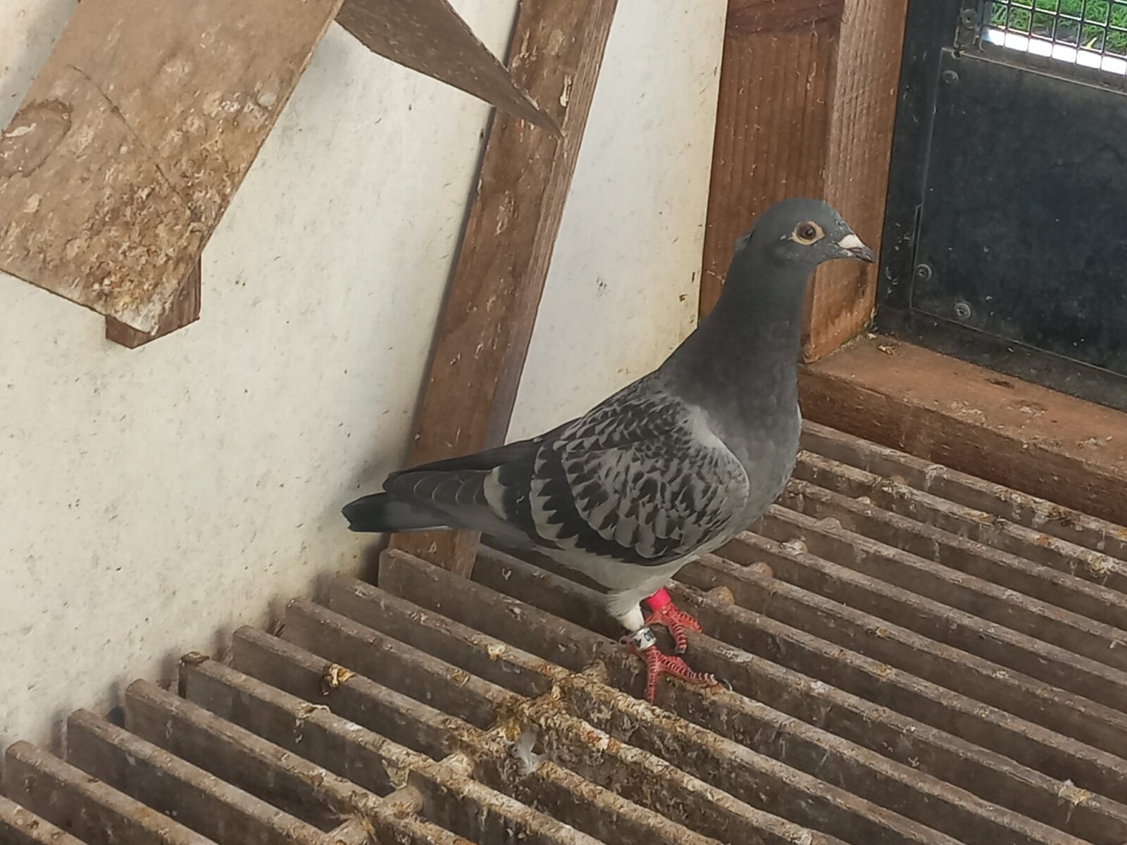 Laat jong 2025 – zie stamkaart