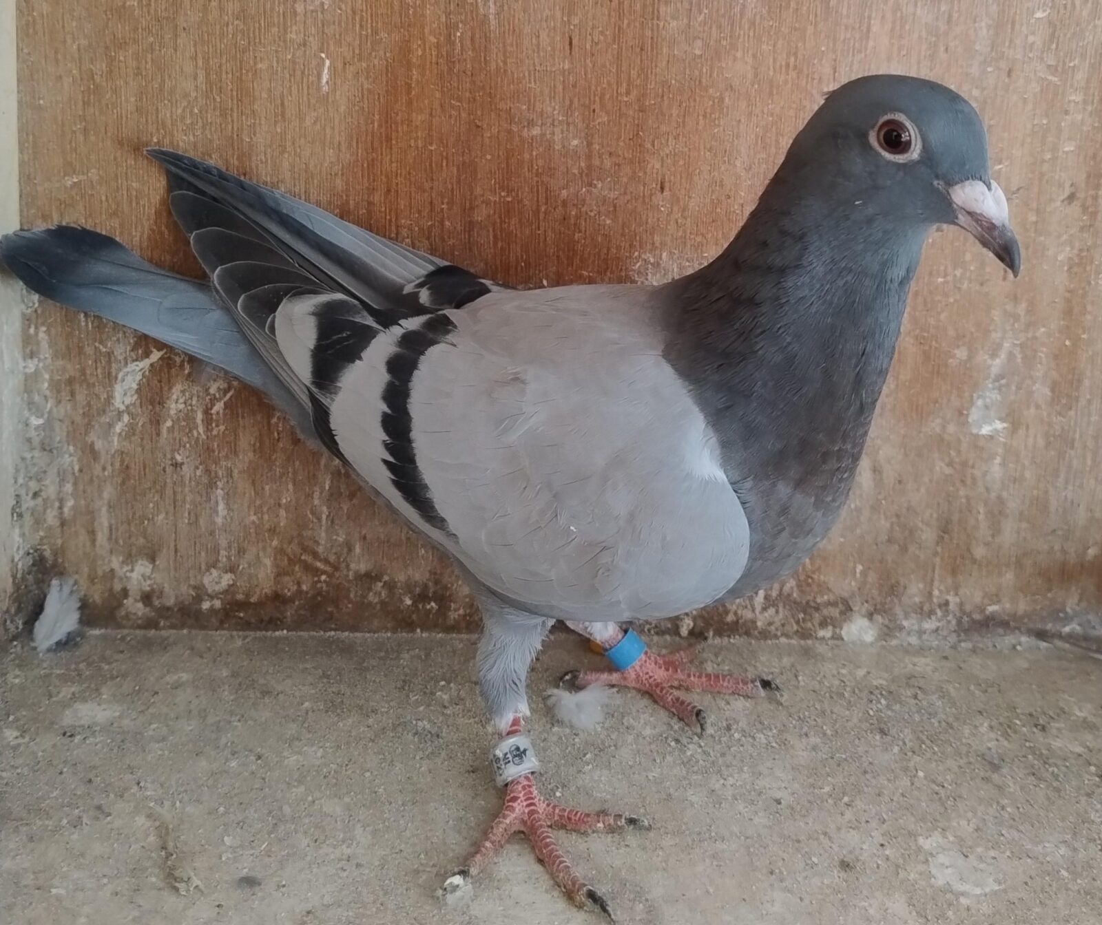 Laat jong 2025 – zie stamkaart